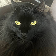 Cianna Ssge is registered to the contest to win money with this photo: cat, black_cat, yellow_eyes, fluffy_fur, close_up, pet, animal, feline, whiskers, ears, nose, face, portrait, indoor, soft_background, mystical, intense_gaze, fur_texture, domestic_cat, cute