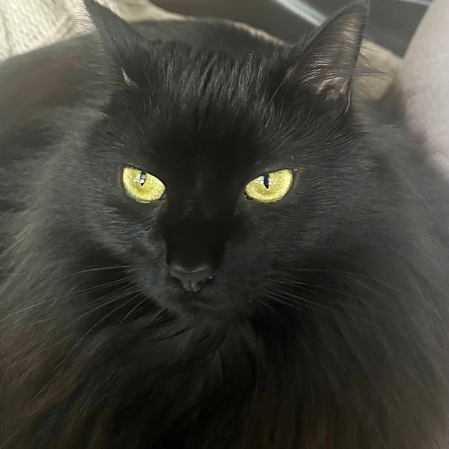 Cianna Ssge is registered to the contest to win money with this photo: cat, black_cat, yellow_eyes, fluffy_fur, close_up, pet, animal, feline, whiskers, ears, nose, face, portrait, indoor, soft_background, mystical, intense_gaze, fur_texture, domestic_cat, cute