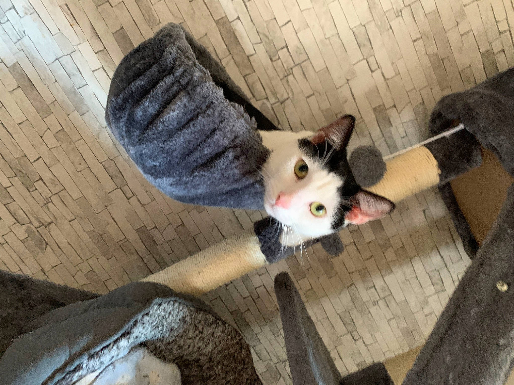 Levi joined the competition — help win amazing prizes! carnivore, cat, domestic_short_haired_cat, fawn, felidae, fur, hamster, mustelidae, rodent, small_to_medium_sized_cats, snout, tail, tree, whiskers, wood