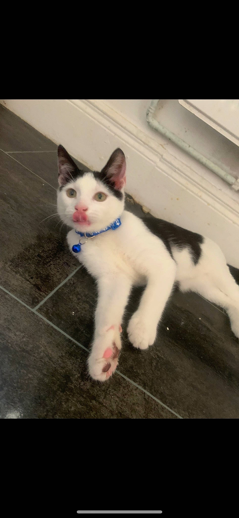 Levi is registered to the contest to win money with this photo: carnivore, cat, claw, domestic_short_haired_cat, felidae, flooring, foot, fur, human_leg, paw, road_surface, sitting, small_to_medium_sized_cats, snout, tail, whiskers