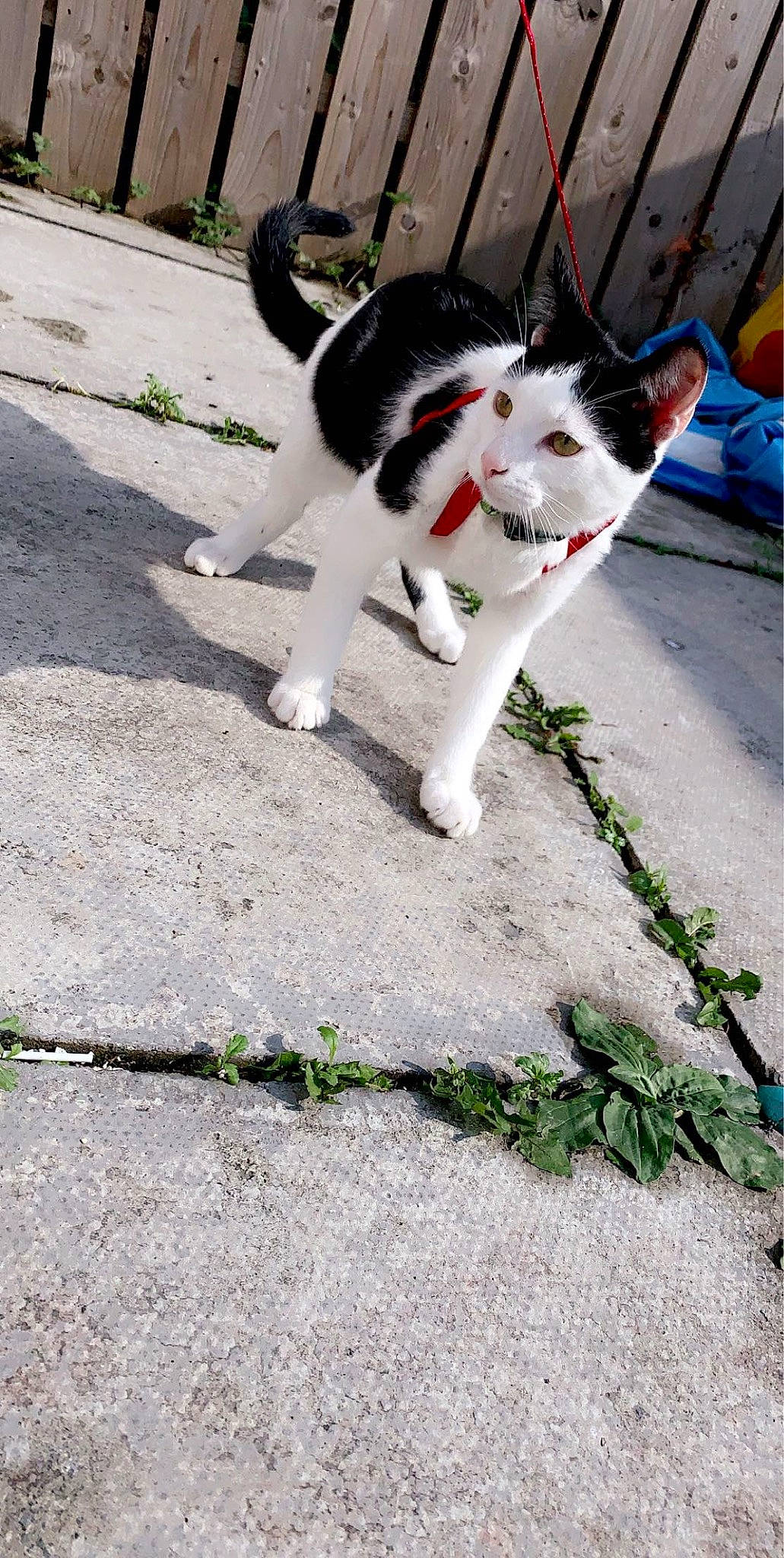 Levi is registered to the contest to win money with this photo: art, asphalt, carnivore, cat, collar, domestic_short_haired_cat, felidae, fur, grass, plant, porch, road, road_surface, shadow, sidewalk, small_to_medium_sized_cats, snout, tail, tree, whiskers