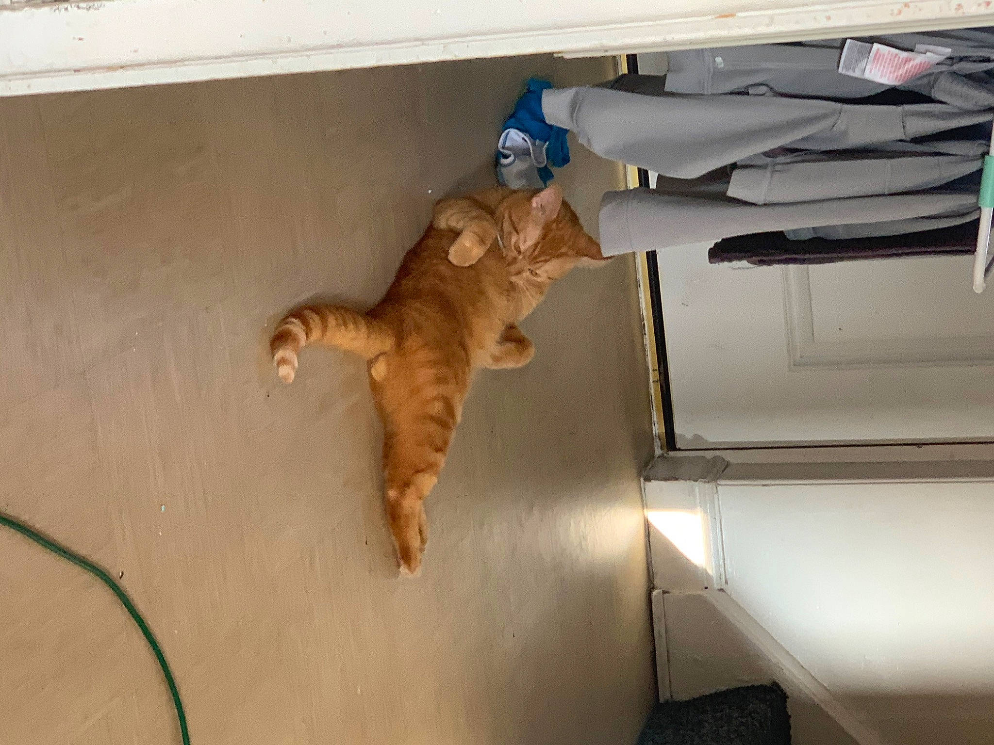 Simba is registered to the contest to win money with this photo: canidae, carnivore, cat, domestic_short_haired_cat, fawn, felidae, flooring, fur, hardwood, room, small_to_medium_sized_cats, sporting_group, stuffed_toy, tail, terrestrial_animal, toy, whiskers, wood