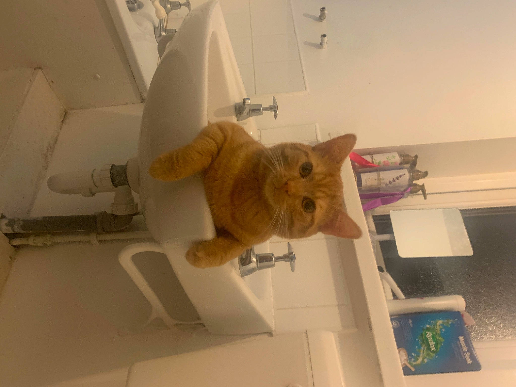 Simba is registered to the contest to win money with this photo: carnivore, cat, ceiling, chair, comfort, domestic_short_haired_cat, felidae, flooring, paper, paper_product, room, small_to_medium_sized_cats, tail, whiskers, window, wood