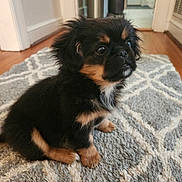 Smokie joined the competition — help win amazing prizes! adorable, animal, black, carpet, cozy, curious, cute, dog, floor, fur, furry, home, indoor, looking_up, pet, puppy, sitting, small, tan, young