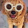 accessory, animal, brown_fur, close_up, curly_fur, cute, dog, flower_frame, friendly, funny, happy, indoors, marble_floor, pet, playful, portrait, sitting, smiling, sunglasses, tongue_out