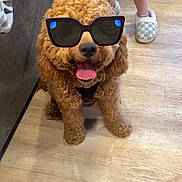Simba is registered to the contest to win money with this photo: animal, brown_dog, companion, cozy, curly_fur, cute, dog, floor, fur, happy, home, indoor, leggings, person, pet, sitting, slippers, sunglasses, tongue_out, wooden_floor