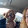 Simba is registered to the contest to win money with this photo: animal, bandana, car_interior, curly_hair, daylight, dog, face, friendship, hair, happy, human, leash, person, pet, seat, smile, tongue_out, transportation, vehicle, window