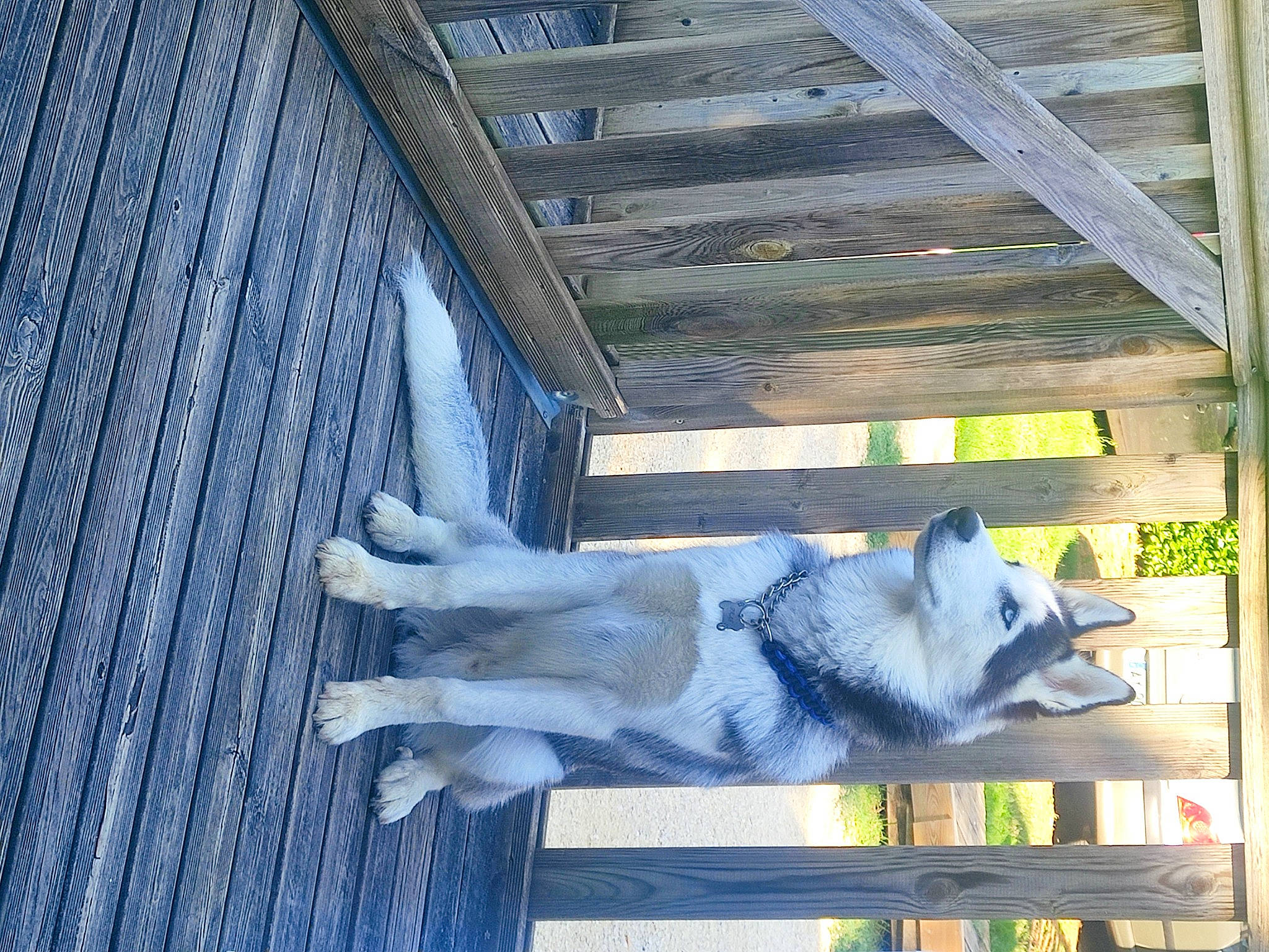 Thaï a rejoint le concours — aidez-le/la à gagner de superbes lots ! canidae, carnivore, companion_dog, composite_material, dog, dog_breed, hardwood, plank, sporting_group, tail, wood, working_animal