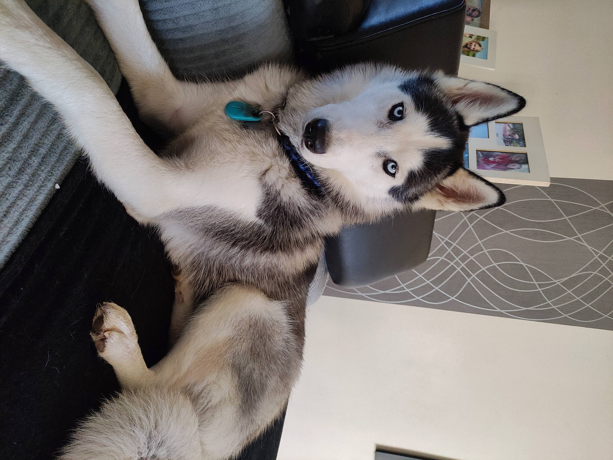 Thaï participe au concours pour gagner de l'argent avec cette photo : canidae, canis, carnivore, companion_dog, dog, dog_breed, flooring, fur, non_sporting_group, paw, siberian_husky, sled_dog, snout, sporting_group, tail, terrestrial_animal, working_animal, working_dog