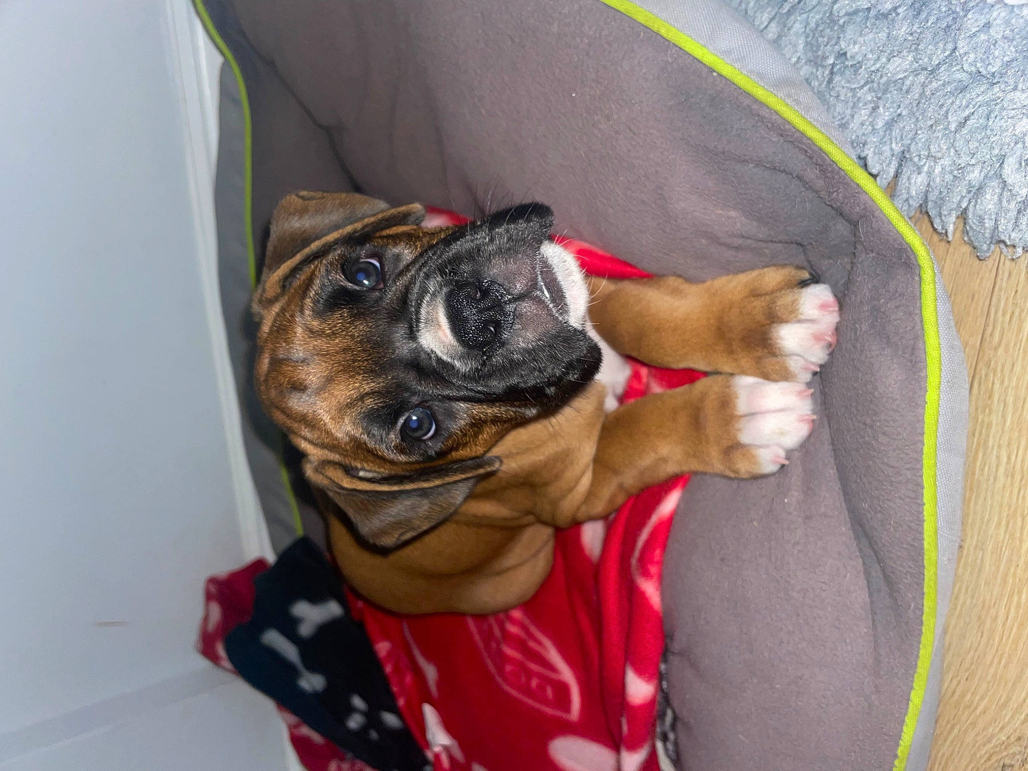 Bobbie joined the competition — help win amazing prizes! canidae, carnivore, collar, companion_dog, dog, dog_breed, dog_clothes, dog_collar, dog_supply, ear, fashion_accessory, fawn, leash, pet_supply, snout, sporting_group, toy_dog, whiskers, working_animal, wrinkle