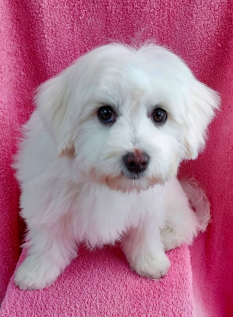 Urka a rejoint le concours — aidez-le/la à gagner de superbes lots ! canidae, carnivore, companion_dog, dog, dog_breed, dog_supply, firefighter, fur, mal_shi, maltepoo, non_sporting_group, pink, puppy, snout, sporting_group, toy_dog, water_dog, working_animal