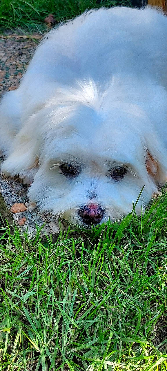 Urka participe au concours pour gagner de l'argent avec cette photo : canidae, carnivore, companion_dog, dog, dog_breed, grass, maltepoo, non_sporting_group, plant, puppy, small_terrier, snout, sporting_group, toy_dog