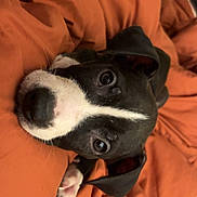 Mocha joined the competition — help win amazing prizes! puppy, dog, black_and_white, blanket, orange, cozy, cute, pet, animal, lying_down, face, ears, nose, fur, indoor, resting, young, comfort, soft, closeup