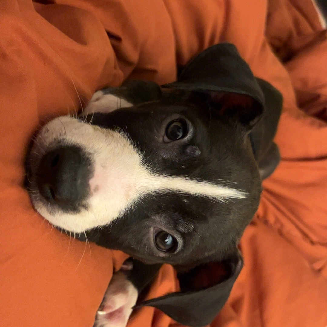 Mocha joined the competition — help win amazing prizes! animal, black_and_white, blanket, closeup, comfort, cozy, cute, dog, ears, face, fur, indoor, lying_down, nose, orange, pet, puppy, resting, soft, young