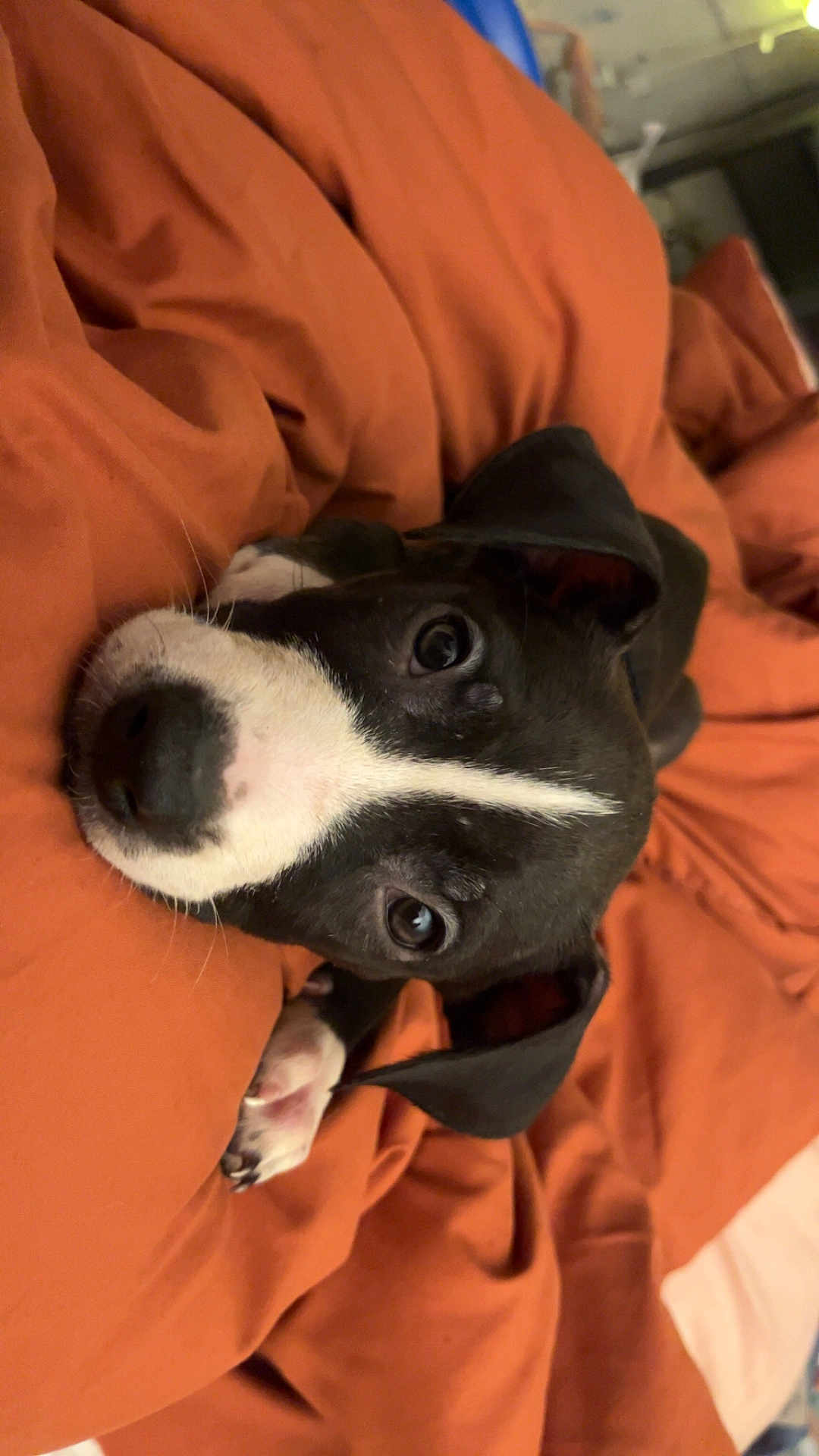 Mocha