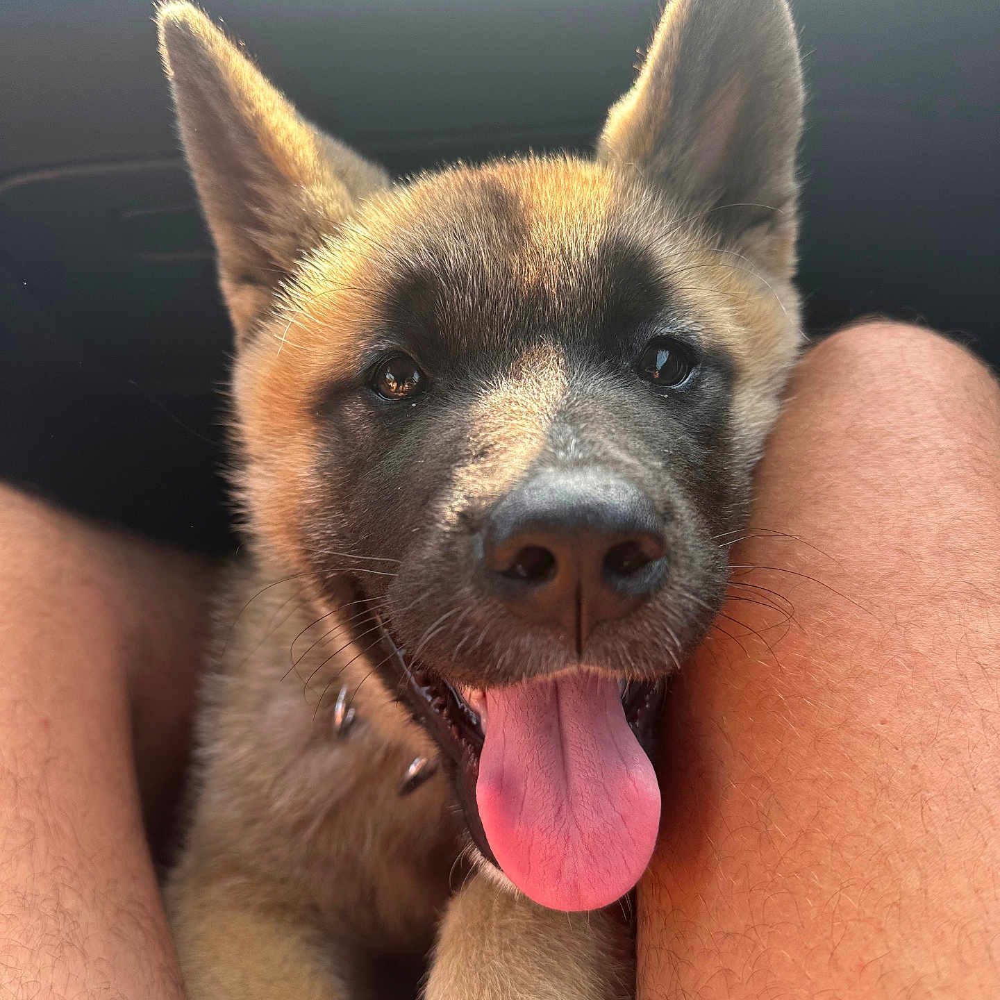 Aïko a rejoint le concours — aidez-le/la à gagner de superbes lots ! animal, canine, close_up, companion, cute, dog, domestic_animal, ears, face, fur, happy, legs, pet, puppy, smiling, sunlight, tongue, tongue_out, warm_light, young_dog