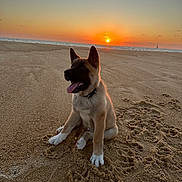 Aïko participe au concours pour gagner de l'argent avec cette photo : animal, beach, calm, collar, dog, happy, nature, ocean, outdoor, paw_prints, puppy, sand, scenic, sitting, sky, sun, sunlight, sunset, tongue_out, water