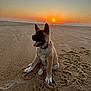 animal, beach, calm, collar, dog, happy, nature, ocean, outdoor, paw_prints, puppy, sand, scenic, sitting, sky, sun, sunlight, sunset, tongue_out, water