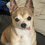 Prince joined the competition — help win amazing prizes! adorable, animal, closeup, companion, cute, dog, ears, expression, face, friendly, fur, indoor, looking, nose, pet, sitting, small_dog, tan, tongue, white