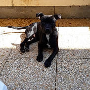 Orus a rejoint le concours — aidez-le/la à gagner de superbes lots ! carnivoran, dog, dog_breed, dog_breed_group, dog_like_mammal, patterdale_terrier, snout, sporting_group