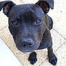Orus a rejoint le concours — aidez-le/la à gagner de superbes lots ! american_pit_bull_terrier, carnivoran, dog, dog_breed, dog_breed_group, dog_like_mammal, patterdale_terrier, snout, staffordshire_bull_terrier, whiskers