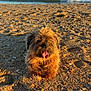Bella participe au concours pour gagner de l'argent avec cette photo : dog, beach, sand, ocean, waves, sky, sunlight, happy, panting, fluffy, outdoor, nature, water, shore, summer, pet, animal, daytime, coast, relaxation