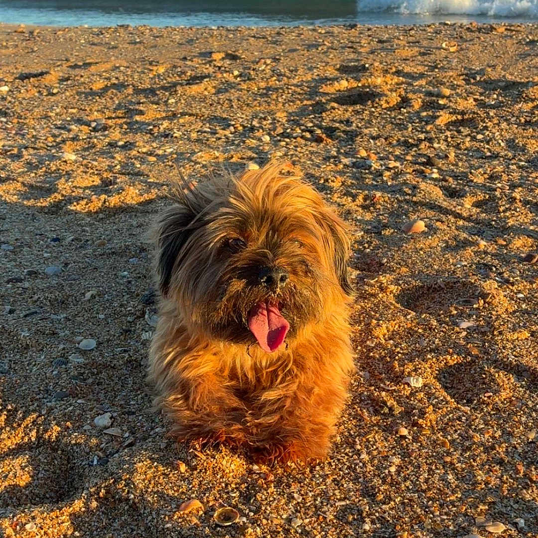 Bella participe au concours pour gagner de l'argent avec cette photo : animal, beach, coast, daytime, dog, fluffy, happy, nature, ocean, outdoor, panting, pet, relaxation, sand, shore, sky, summer, sunlight, water, waves