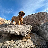 Bella participe au concours pour gagner de l'argent avec cette photo : dog, rock, outdoor, sky, sunlight, nature, animal, fur, standing, exploration, landscape, pet, daytime, blue_sky, canine, tongue_out, adventure, small_dog, mountain, happy