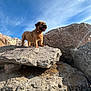 dog, rock, outdoor, sky, sunlight, nature, animal, fur, standing, exploration, landscape, pet, daytime, blue_sky, canine, tongue_out, adventure, small_dog, mountain, happy