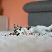 Mew a rejoint le concours — aidez-le/la à gagner de superbes lots ! cat, pet, animal, feline, indoor, carpet, floor, couch, living_room, relaxing, laying_down, cute, whiskers, ears, eyes, soft, cozy, home, domestic, fur