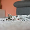 cat, pet, animal, feline, indoor, carpet, floor, couch, living_room, relaxing, laying_down, cute, whiskers, ears, eyes, soft, cozy, home, domestic, fur