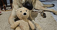 Joe participe au concours pour gagner de l'argent avec cette photo : dog, teddy_bear, cuddling, lying_down, large_dog, tan_fur, black_muzzle, floppy_ears, paws, tail, indoor, living_room, rug, curtains, wicker_table, lamp, drink, stuffed_animal, cozy, portrait