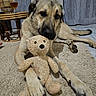 dog, teddy_bear, cuddling, lying_down, large_dog, tan_fur, black_muzzle, floppy_ears, paws, tail, indoor, living_room, rug, curtains, wicker_table, lamp, drink, stuffed_animal, cozy, portrait