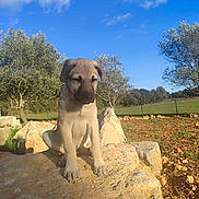 Joe a rejoint le concours — aidez-le/la à gagner de superbes lots ! puppy, dog, sitting, outdoors, countryside, olive_trees, field, blue_sky, clouds, rocks, stone, sunlight, nature, rural, landscape, portrait, brown_fur, floppy_ears, young_dog, animal