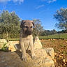 puppy, dog, sitting, outdoors, countryside, olive_trees, field, blue_sky, clouds, rocks, stone, sunlight, nature, rural, landscape, portrait, brown_fur, floppy_ears, young_dog, animal