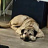 Joe a rejoint le concours — aidez-le/la à gagner de superbes lots ! dog, sleeping, lying_down, indoor, floor, tan_coat, black_ears, paws, tail, face, pet, relaxed, tired, home, furniture, chair, plant, table, portrait, cute