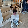 Joe a rejoint le concours — aidez-le/la à gagner de superbes lots ! dog, pet, animal, portrait, sitting, happy, smiling, tongue, striped_sweater, clothing, indoors, home, staircase, floor, person, casual, brown_fur, large_dog, front_view, photography