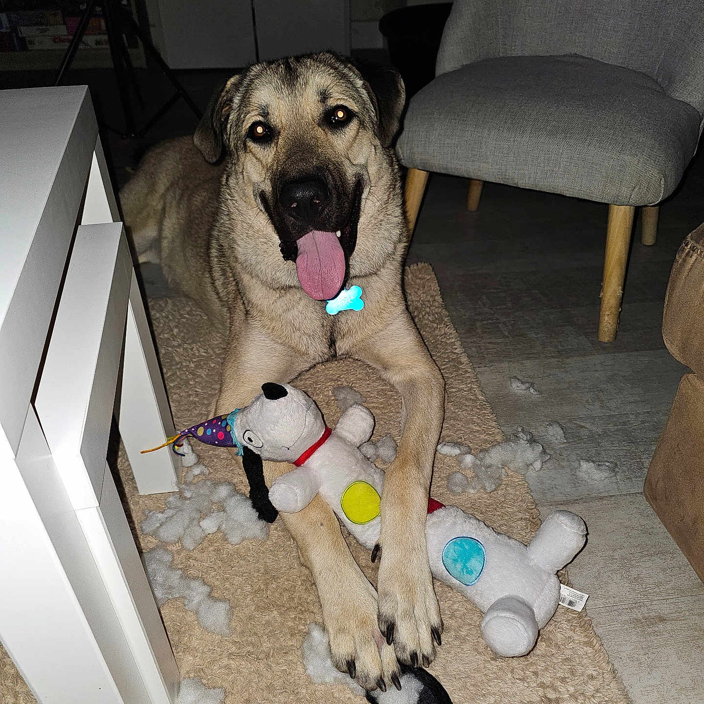 Joe a rejoint le concours — aidez-le/la à gagner de superbes lots ! dog, large_dog, canine, pet, animal, tan_fur, floppy_ears, open_mouth, tongue, happy, sitting, indoor, living_room, rug, chair, furniture, stuffed_animals, dog_toy, blue_tag, flash_photography