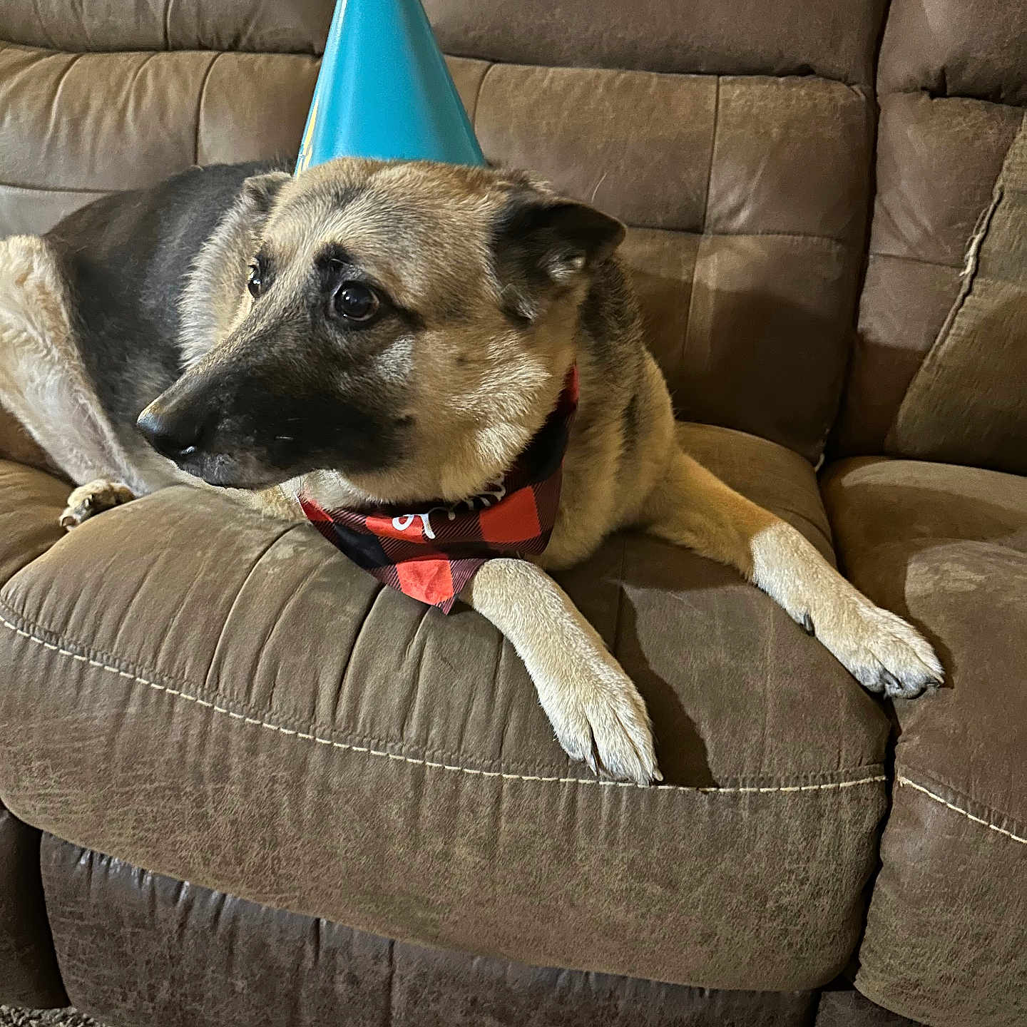 Millie joined the competition — help win amazing prizes! animal, architecture, building, canine, chair, clothing, couch, cushion, dog, dogbed, furniture, germanshepherd, hat, homedecor, hound, indoors, livingroom, partyhat, pet, puppy
