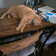 Gibbs is registered to the contest to win money with this photo: blur, brush, cat, chair, collar, cushion, domestic_animal, floor, furniture, home, indoor, lying_down, orange_tabby, papers, pet, relaxing, resting, sleepy, table, wood