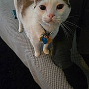 Tuco joined the competition — help win amazing prizes! cat, pet, animal, indoor, blanket, collar, tag, whiskers, curious, closeup, feline, domestic_animal, texture, person, clothing, sock, leg, foot, seated, looking