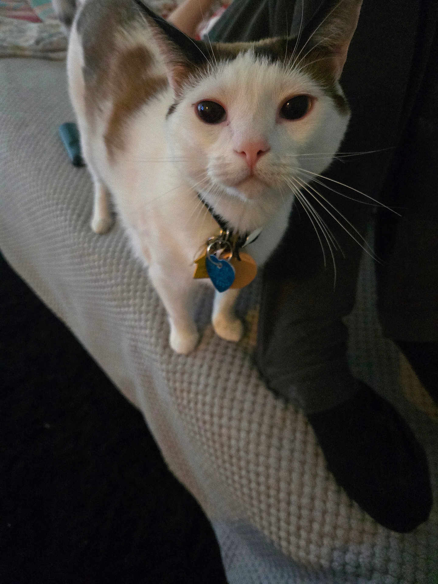 Tuco