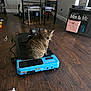 cat, tabby_cat, exercise_equipment, stepper, wooden_floor, chair, cushion, cabinet, living_room, interior, floor, cord, power_cable, pet, animal, furniture, indoor, resting, sitting, home
