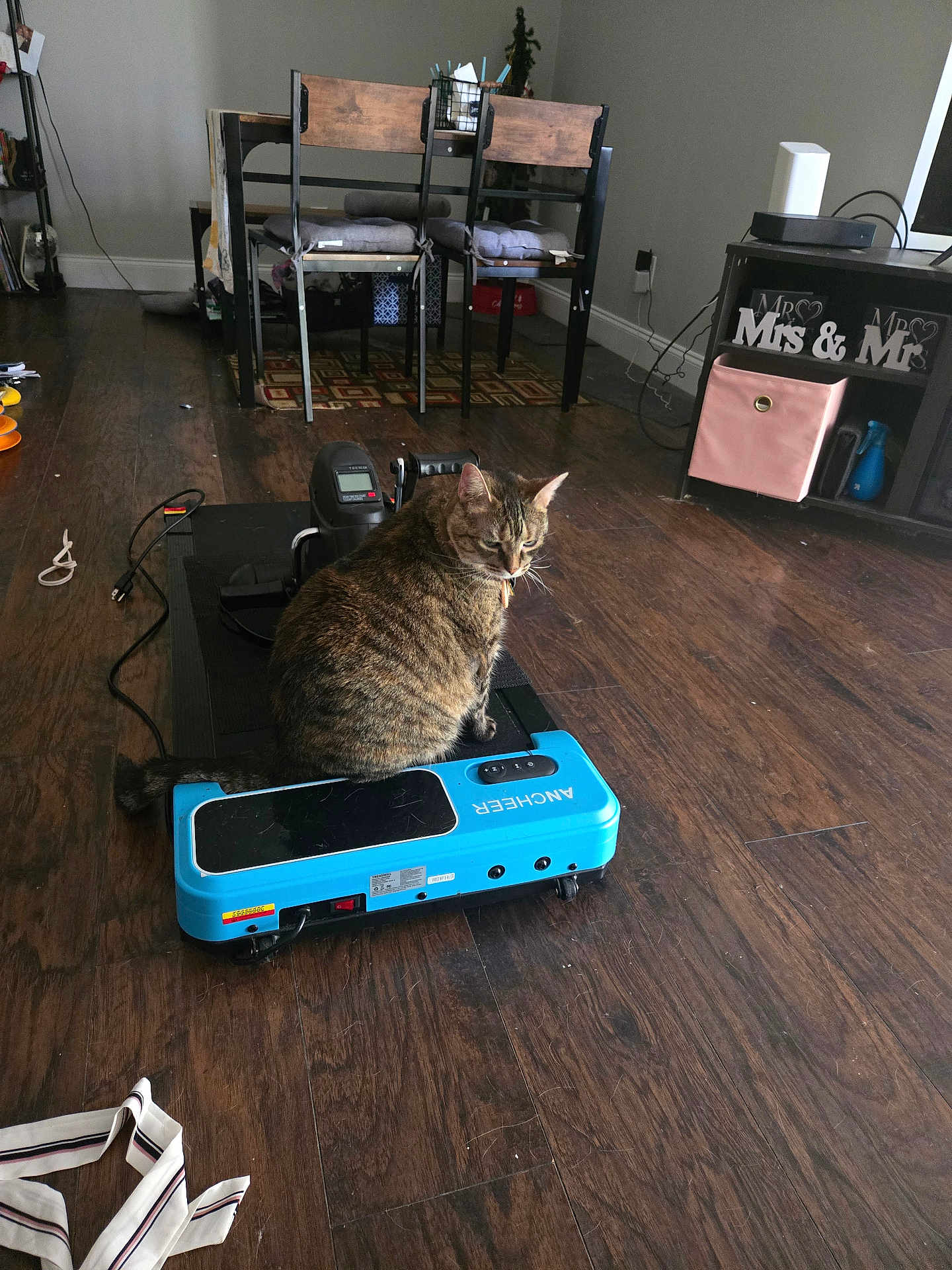 Layla is registered to the contest to win money with this photo: cat, tabby_cat, exercise_equipment, stepper, wooden_floor, chair, cushion, cabinet, living_room, interior, floor, cord, power_cable, pet, animal, furniture, indoor, resting, sitting, home
