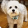 adorable, animal, bandana, companion, curly_fur, cute, dog, domestic, festive, fluffy, friendly, fur, holiday, indoors, looking_up, pet, small_dog, standing, white_dog, wooden_floor