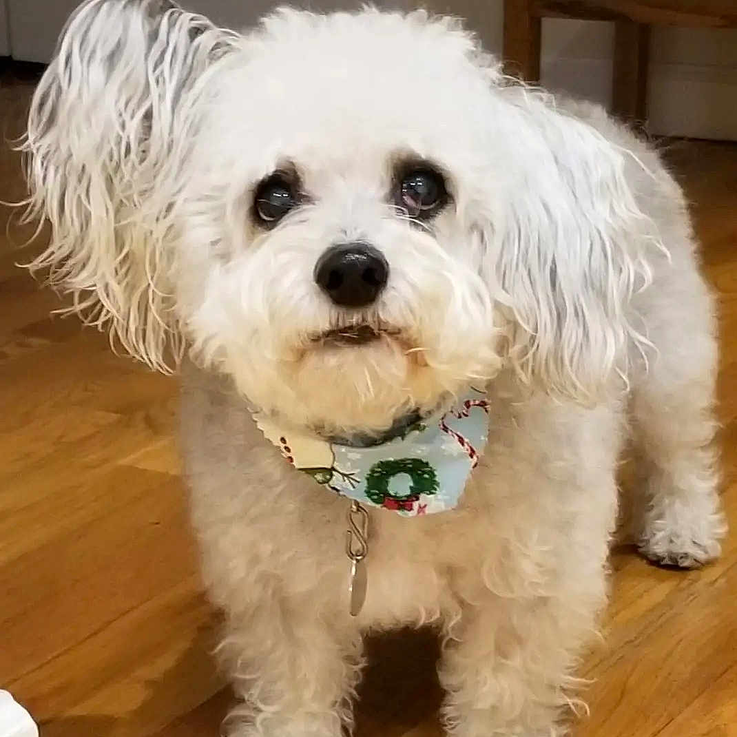 Mercedes joined the competition — help win amazing prizes! adorable, animal, bandana, companion, curly_fur, cute, dog, domestic, festive, fluffy, friendly, fur, holiday, indoors, looking_up, pet, small_dog, standing, white_dog, wooden_floor