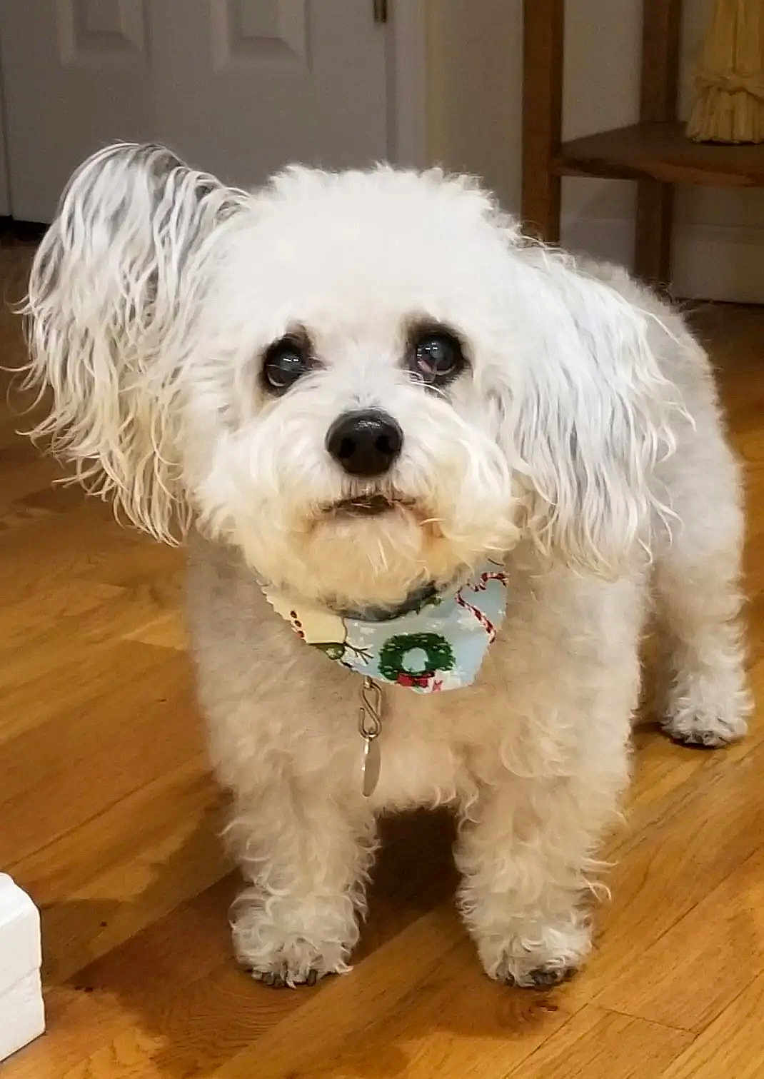 Mercedes joined the competition — help win amazing prizes! dog, white_dog, curly_fur, pet, indoors, wooden_floor, bandana, festive, holiday, cute, small_dog, fluffy, animal, companion, domestic, looking_up, friendly, fur, standing, adorable