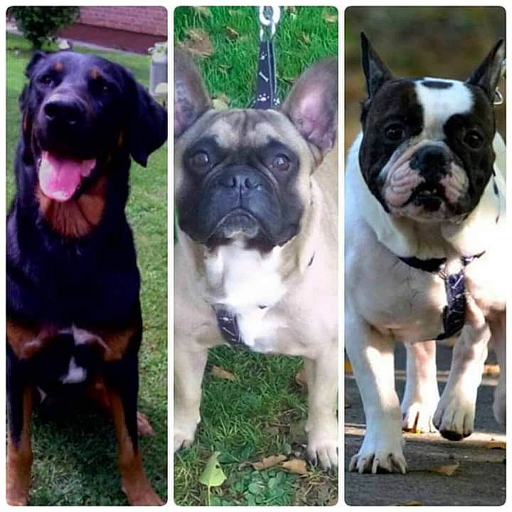 Darwin a rejoint le concours — aidez-le/la à gagner de superbes lots ! american_pit_bull_terrier, ancient_dog_breeds, boxer, canidae, carnivore, companion_dog, dog, dog_breed, fawn, french_bulldog, mammal, non_sporting_group, rare_breed_dog, snout, vertebrate