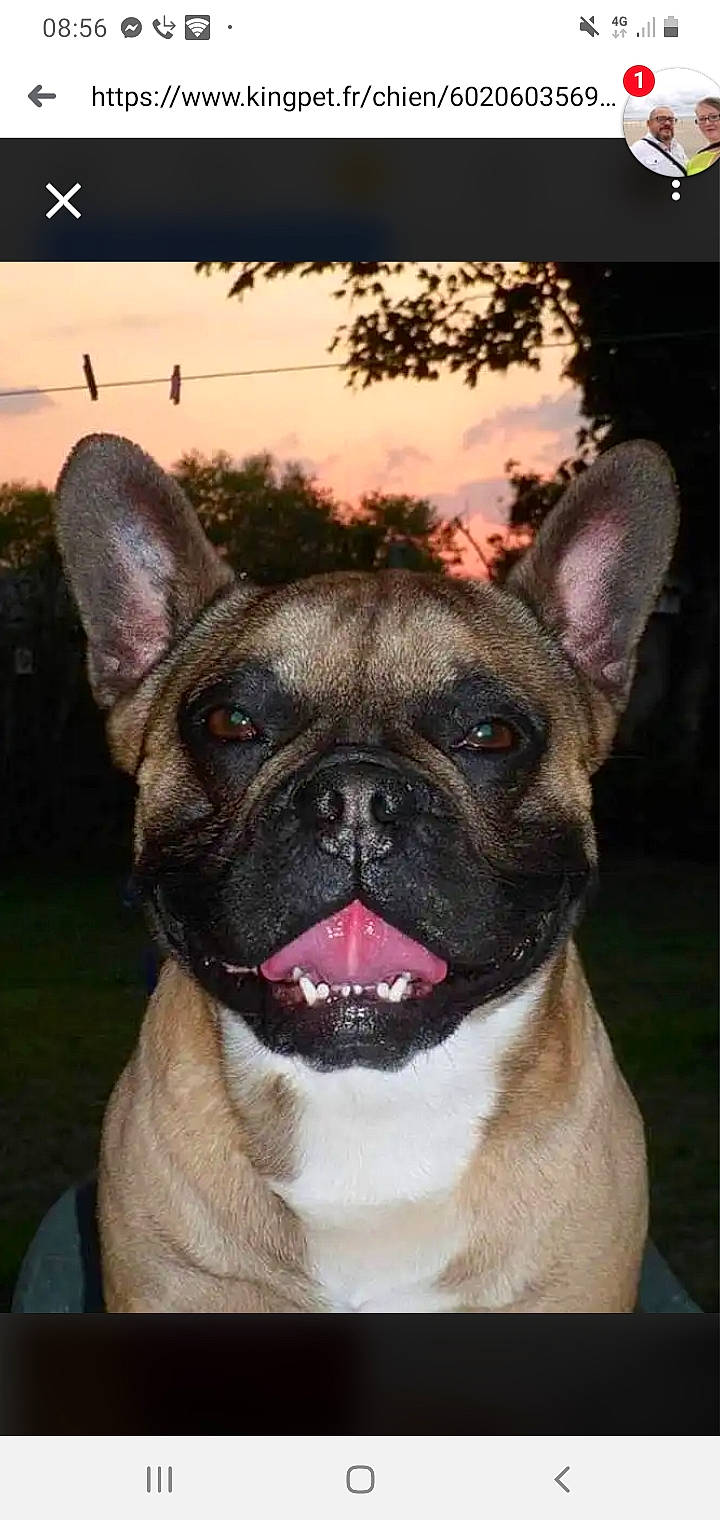 Darwin a rejoint le concours — aidez-le/la à gagner de superbes lots ! ancient_dog_breeds, bulldog, canidae, carnivore, companion_dog, dog, dog_breed, ear, fawn, french_bulldog, mammal, non_sporting_group, rare_breed_dog, snout, toy_bulldog, vertebrate, whiskers