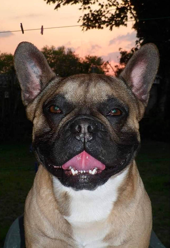 Darwin a rejoint le concours — aidez-le/la à gagner de superbes lots ! ancient_dog_breeds, bulldog, canidae, carnivore, companion_dog, dog, dog_breed, fawn, french_bulldog, mammal, non_sporting_group, rare_breed_dog, snout, toy_bulldog, vertebrate, whiskers